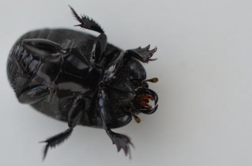 Hister quadrimaculatus
